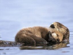 6463910-R3L8T8D-880-animal-parents-17-2