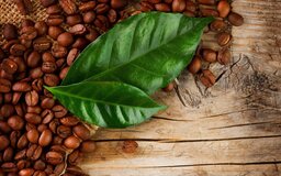 coffee beans leaf 1280x800 e1560426080272