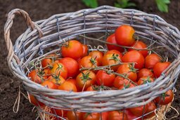 tomatoes 4180020 960 720 e1567589880190