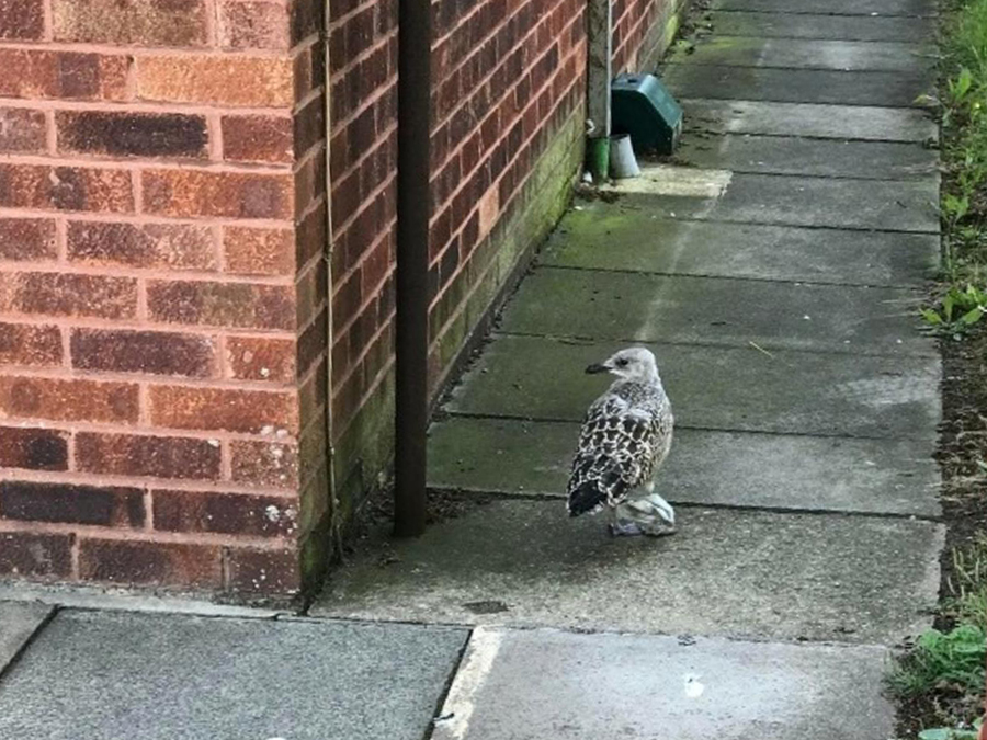 CHajka zaputalas v maske. Foto twitter.RSPCA 1