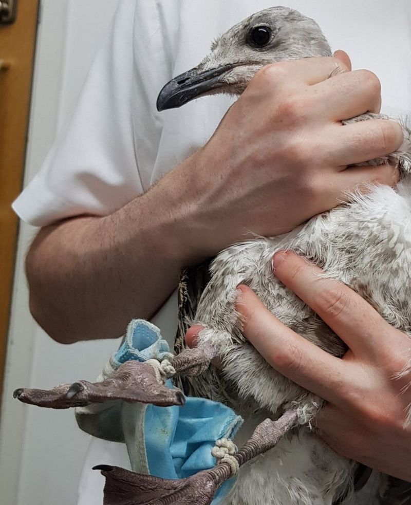 Molodaya chajka zaputalas v rezinkah ot maski. Foto SUE SCHWAR SOUTH ESSEX WILDLIFE HOSPITAL BBCjpg