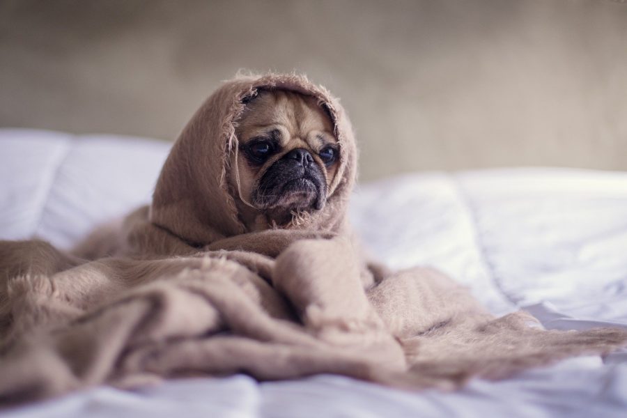 pug 1210025 1280 e1610789067238