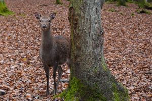 В Беларуси растет число гибнущих во время ДТП ланей и косуль 1 ree 4664183 960 720