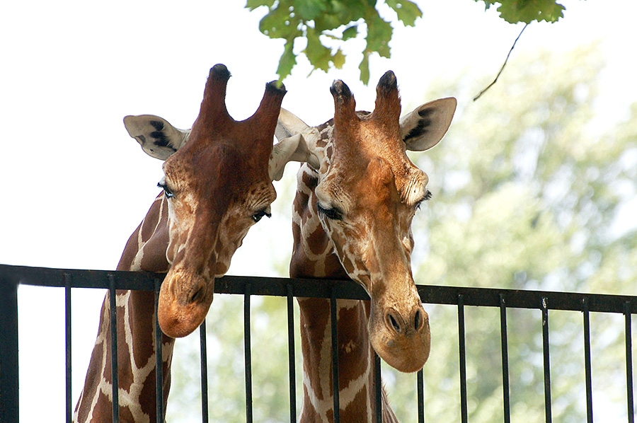 Korolevskij zoopark 2