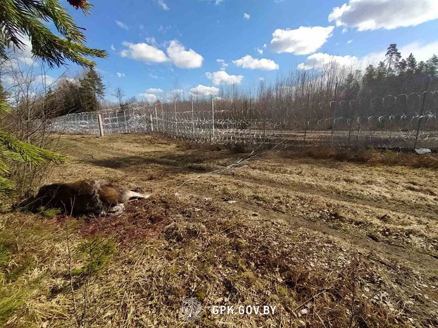 Прибалтийские страны и Польша грубо нарушают международные конвенции по охране окружающей среды — Минприроды 1 photo 2022 04 18 17 04 21