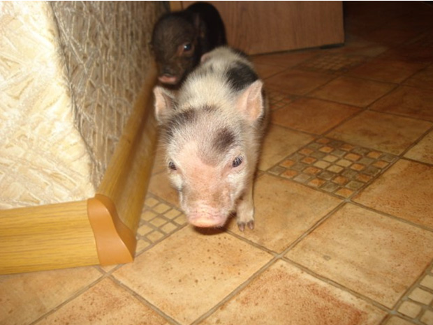 mini pig