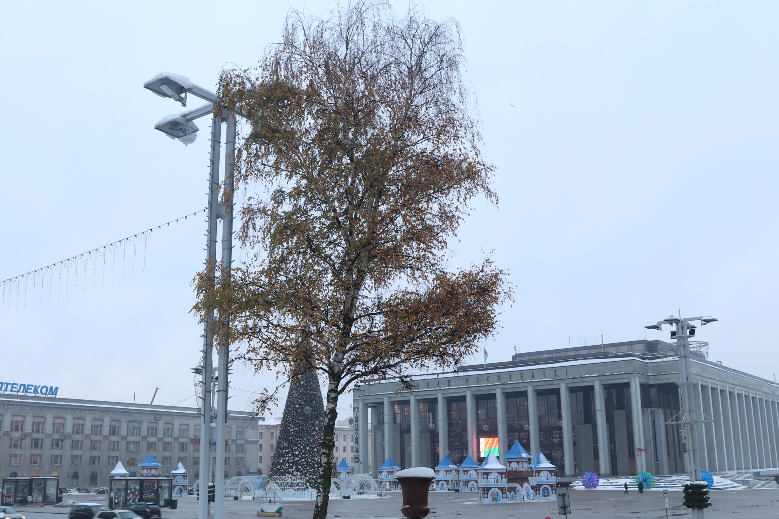 У Дворца Республики стоит зеленая береза. Почему дерево не сбросило листья,  объясняет специалист - Минск-новости