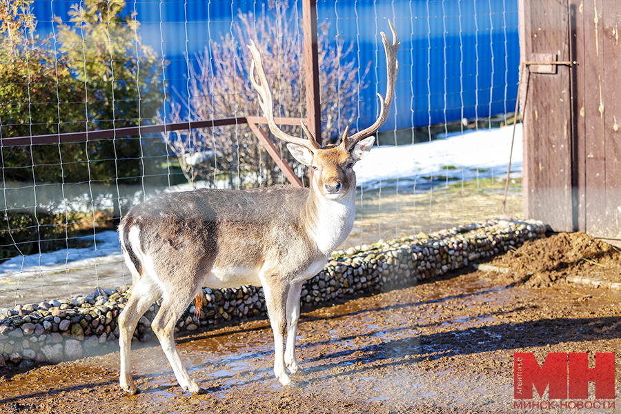 priroda –zoopark deti zhivotnye pozhoga 11 kopiya