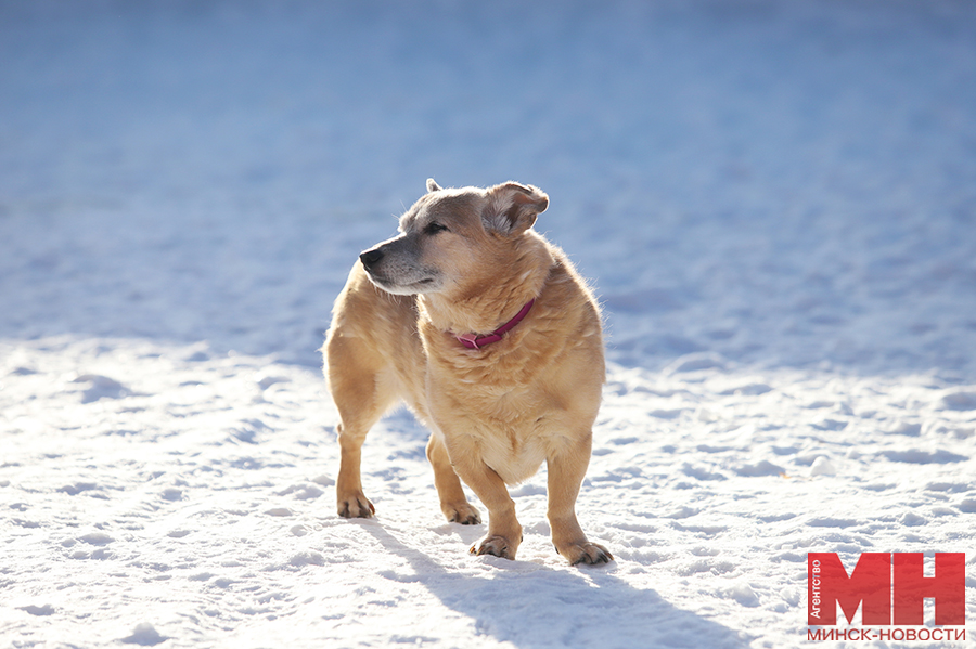 raznoe pitomczy fauna goroda malinovskaya 9 kopiya