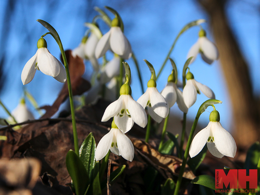 priroda flora czvety stolyarov 12 kopiya