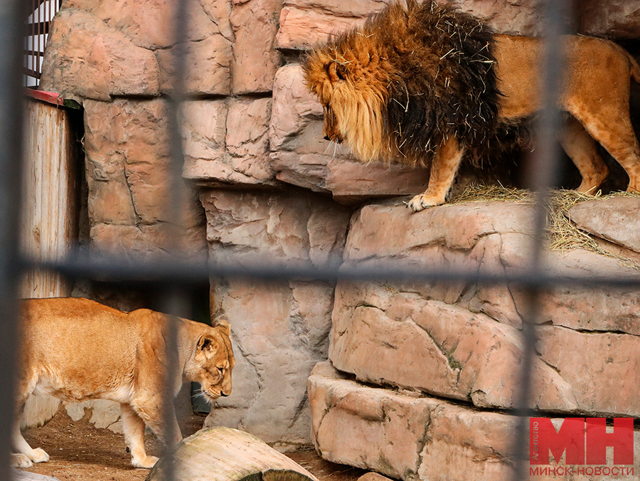 priroda zhivotnye zoopark stolyarov 01 kopiya 2