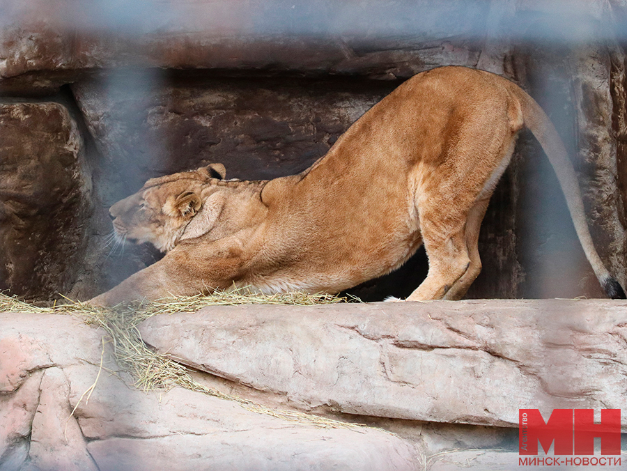 priroda zhivotnye zoopark stolyarov 04 kopiya 2