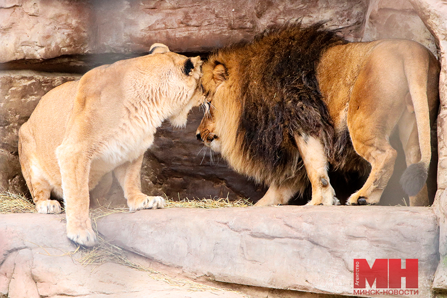 priroda zhivotnye zoopark stolyarov 10 kopiya 2