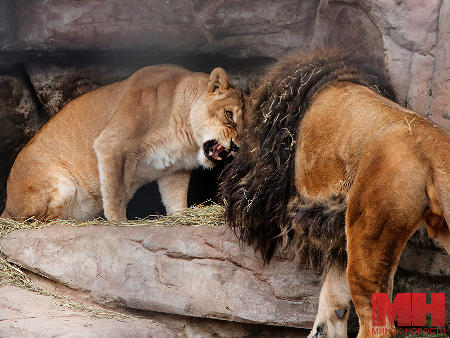 priroda zhivotnye zoopark stolyarov 21 kopiya 2