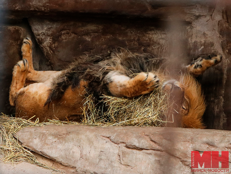 priroda zhivotnye zoopark stolyarov 22 kopiya 2