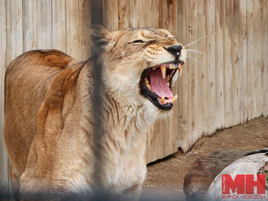 priroda zhivotnye zoopark stolyarov 26 kopiya 2