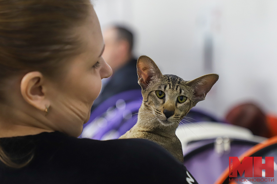 priroda zhivotnye vystavka kotov malinovskaya11 kopiya