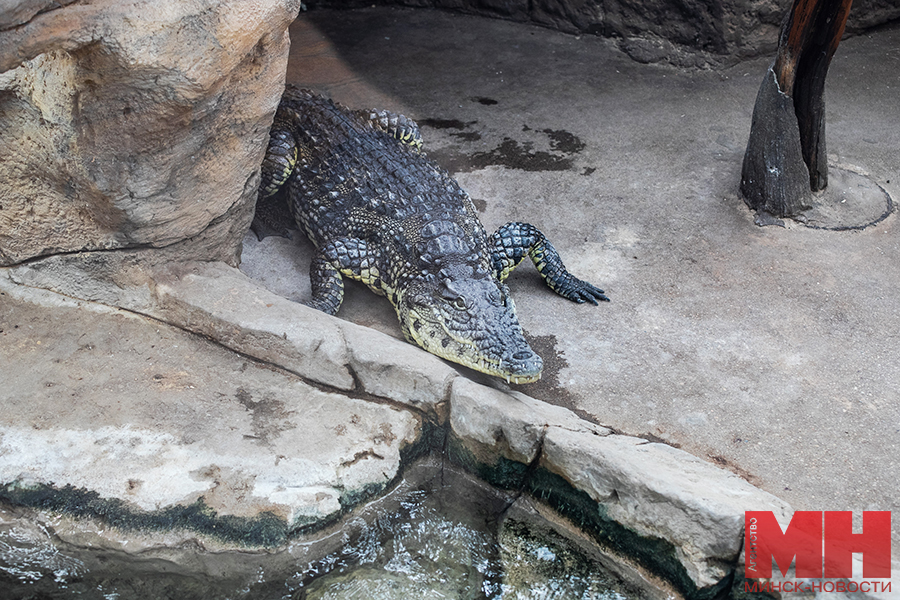 priroda zoopark malinovskaya 23 kopiya