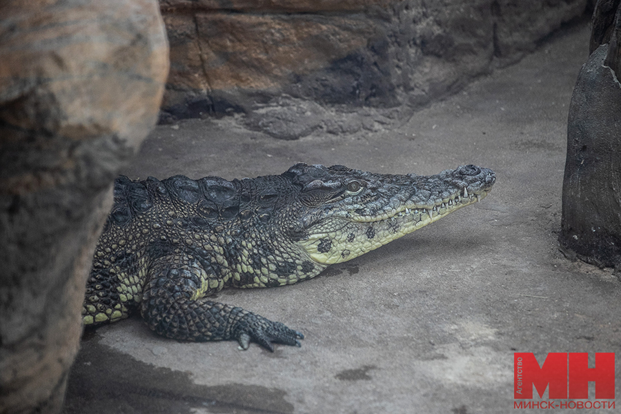 priroda zoopark malinovskaya 9 kopiya