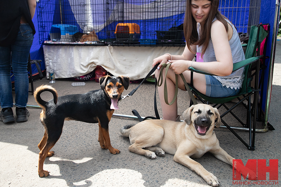 priroda festival fortuna pets fest bezdomnye pitomczy malinovskaya 13 kopiya