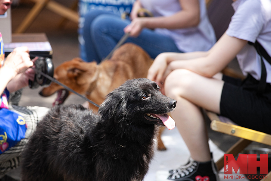 priroda festival fortuna pets fest bezdomnye pitomczy malinovskaya 39 kopiya