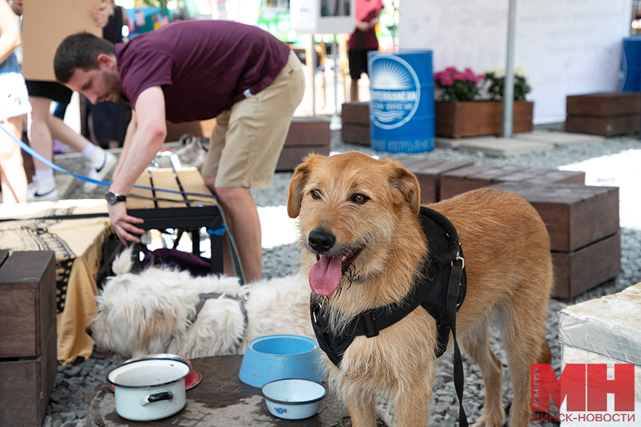 priroda festival fortuna pets fest bezdomnye pitomczy malinovskaya 4 kopiya