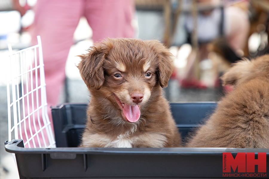 priroda festival fortuna pets fest bezdomnye pitomczy malinovskaya 6 kopiya