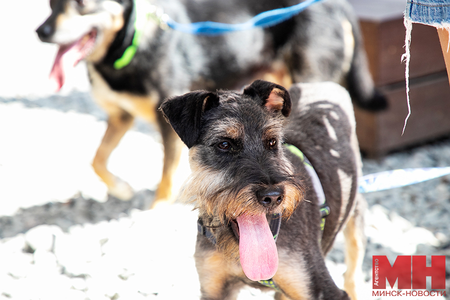 priroda festival fortuna pets fest bezdomnye pitomczy malinovskaya 8 kopiya