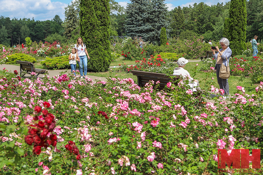 03 07 2023 priroda – rozy v botanicheskom sadu pozhoga 24 kopiya