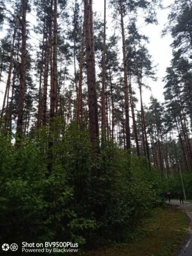foto ispolnitelya per. bolotnikova
