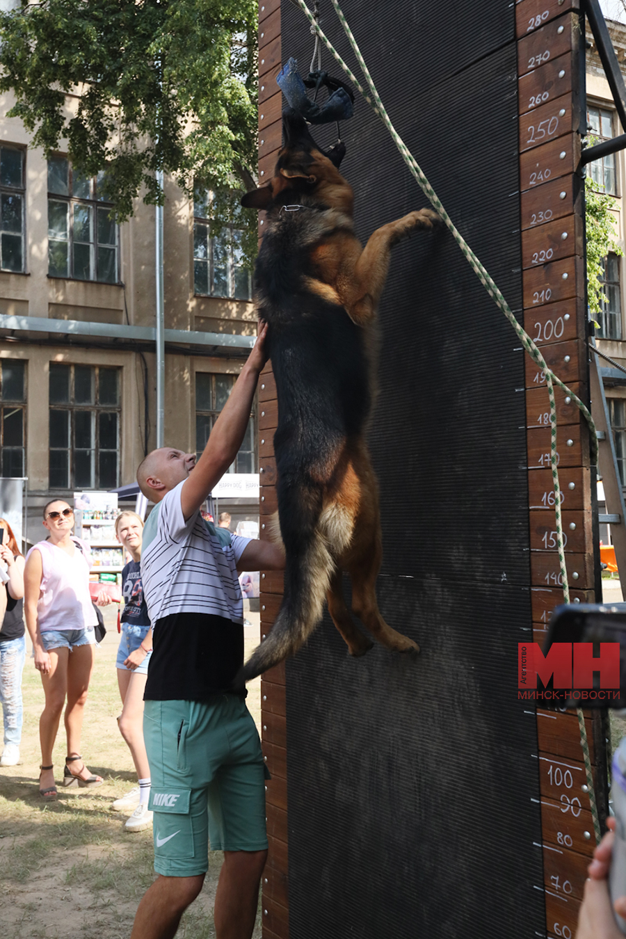 fauna domashnie zhivotnye festival stolyarov 27 kopiya