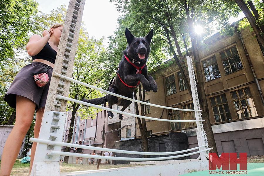 fauna domashnie zhivotnye festival stolyarov 34 kopiya