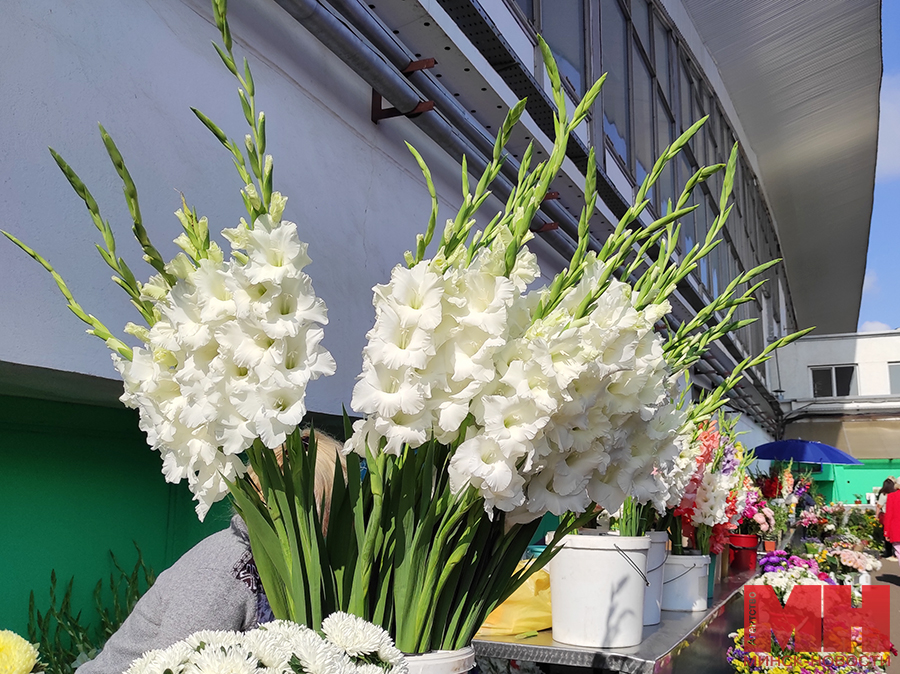 gladiolusy 1 kopiya
