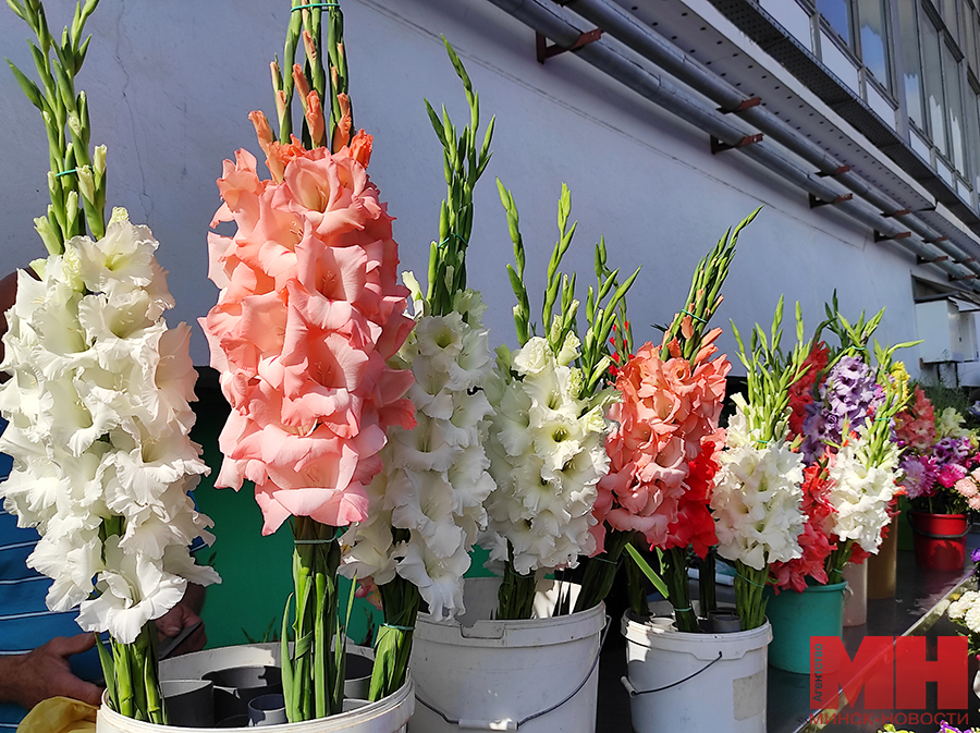 gladiolusy 4 kopiya