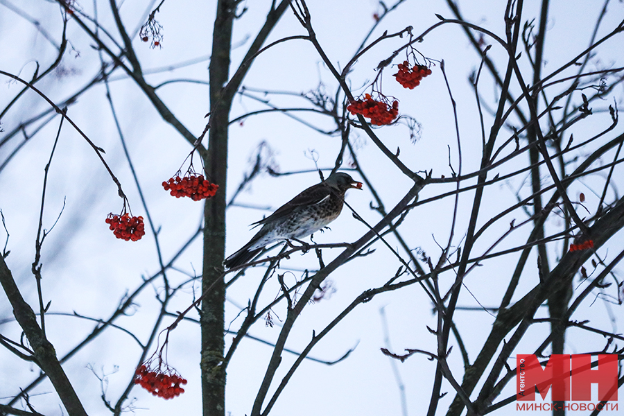 priroda fauna pticzy stolyarov 05 kopiya 1