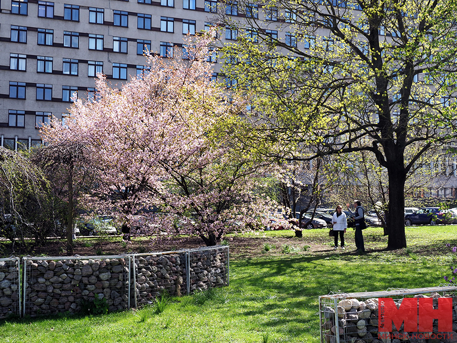 11 04 2024 priroda czvetet sakura mozolevskij 01 kopiya