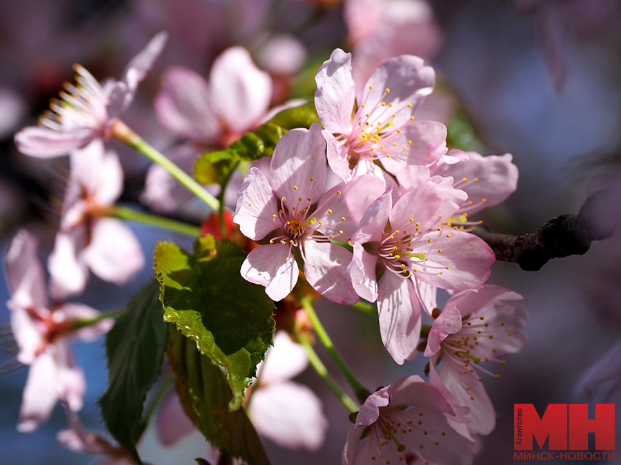 11 04 2024 priroda czvetet sakura mozolevskij 24 kopiya