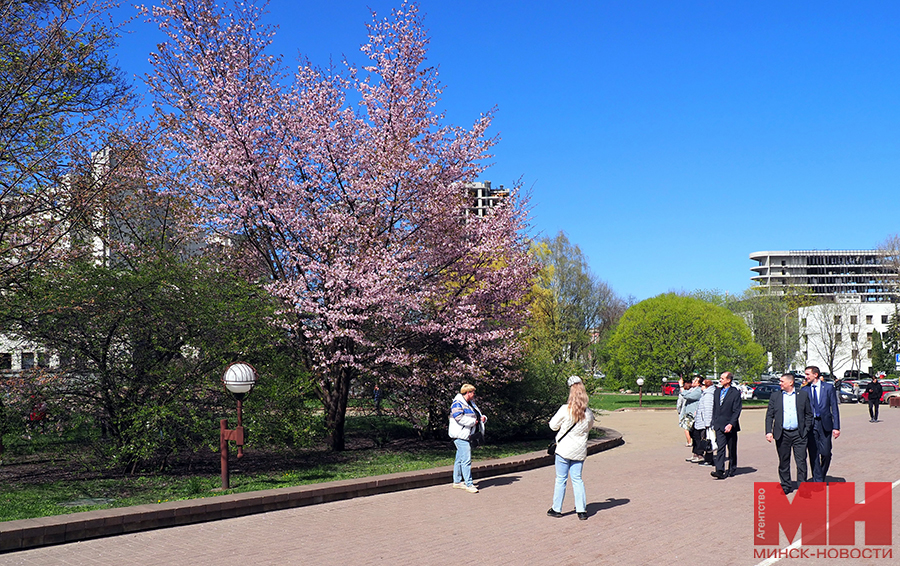 11 04 2024 priroda czvetet sakura mozolevskij 26