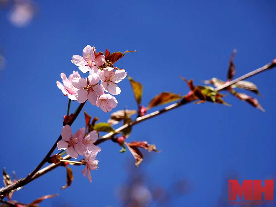 11 04 2024 priroda czvetet sakura mozolevskij 27 kopiya