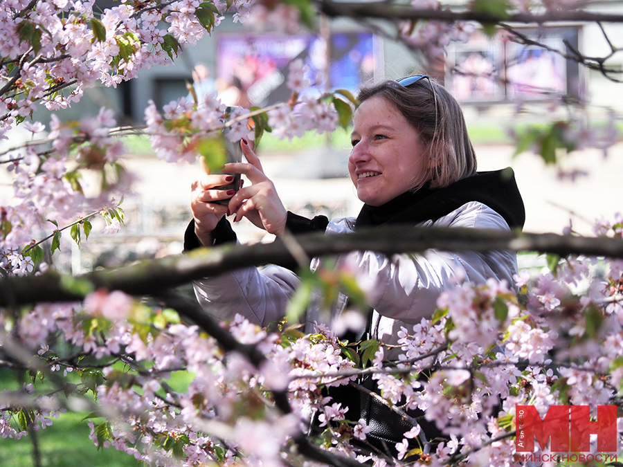 11 04 2024 priroda czvetet sakura mozolevskij 28 kopiya