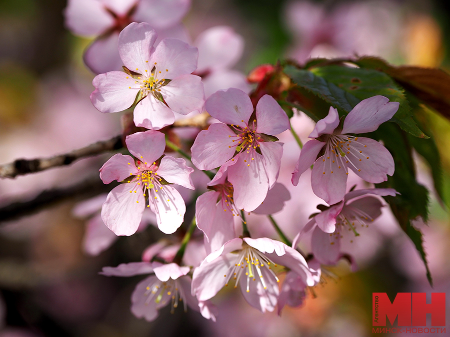 11 04 2024 priroda czvetet sakura mozolevskij 29 kopiya