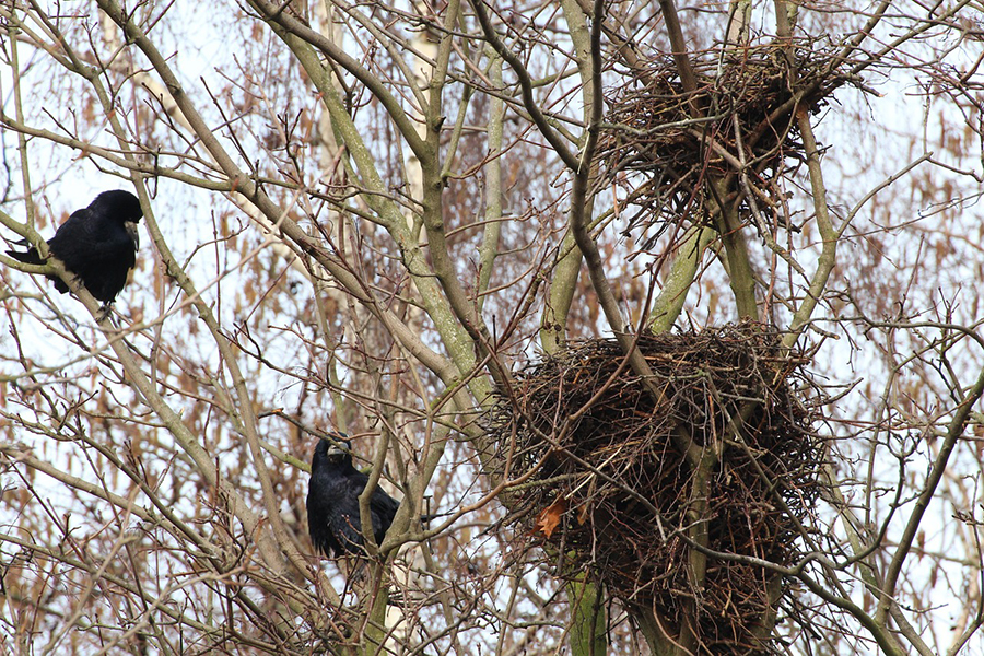 bird nests 277515 1280