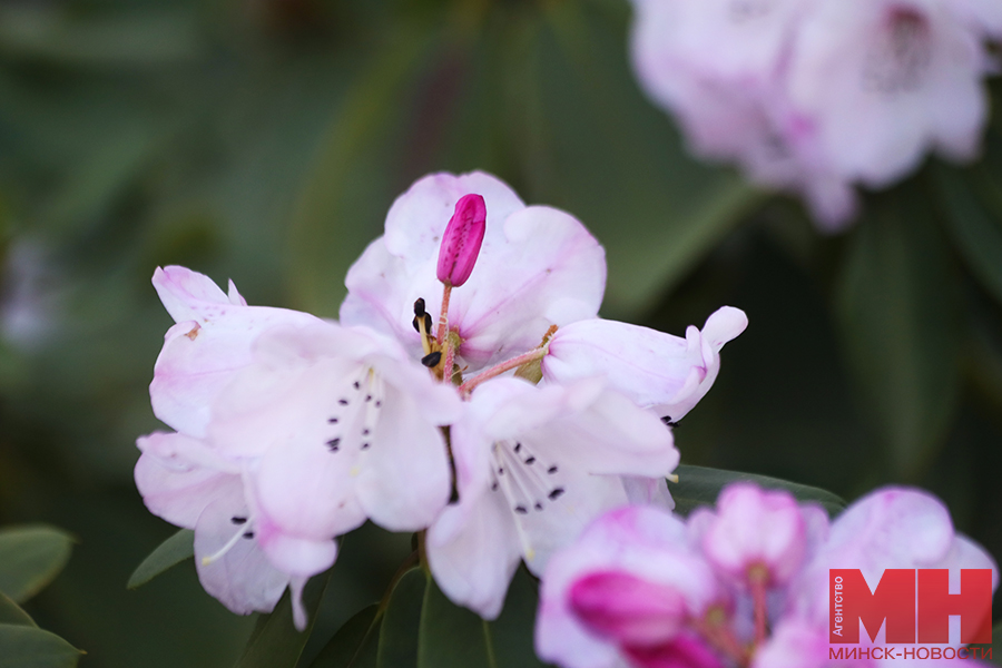 priroda flora czvetenie stolyarov 31 kopiya