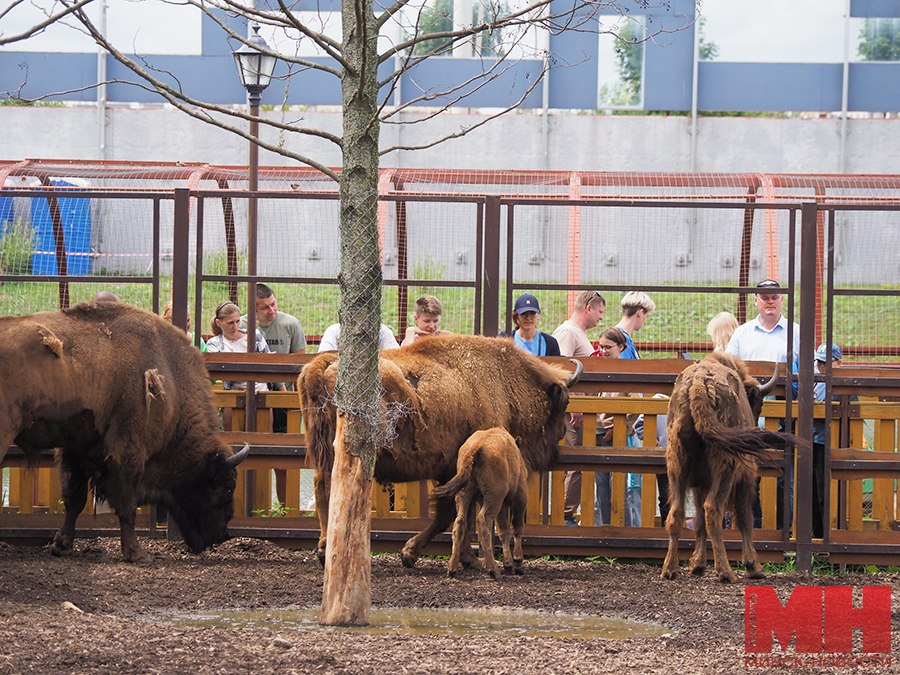 03 07 2024 prazdnik 3 iyulya zoopark mozolevskij 17 kopiya