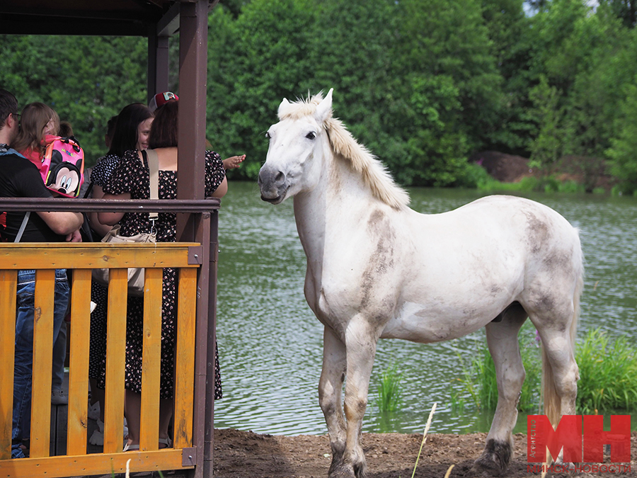 03 07 2024 prazdnik 3 iyulya zoopark mozolevskij 18 kopiya