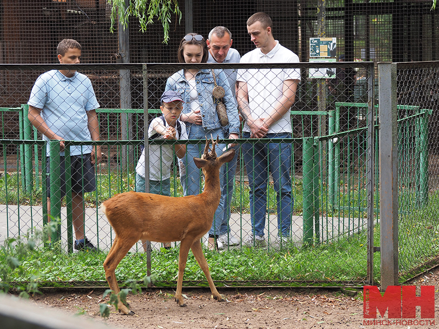 03 07 2024 prazdnik 3 iyulya zoopark mozolevskij 25 kopiya