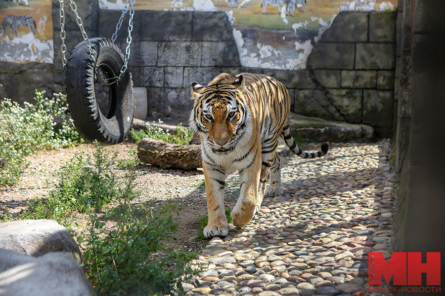 31 07 2024 priroda – zoopark – den tigra peredacha tigra pozhoga 10 kopiya