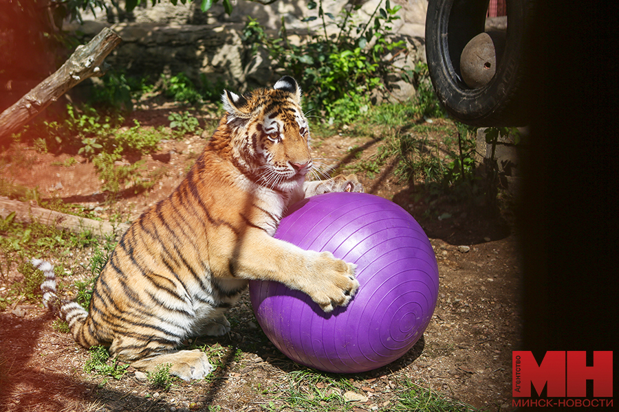 31 07 2024 priroda – zoopark – den tigra peredacha tigra pozhoga 25 kopiya