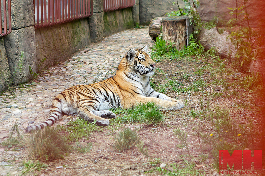 31 07 2024 priroda – zoopark – den tigra peredacha tigra pozhoga 54 kopiya