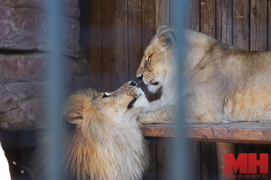 07 08 2024 priroda zoopark zhivotnye malinovskaya050 kopiya